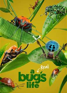 A Real Bug's Life - A Real Bug's Life - (2024) - PhimMoi2024 - Website xem phim miễn phí tốt nhất