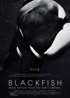 Cá đen - Blackfish - (2013) - PhimMoi2024 - Website xem phim miễn phí tốt nhất