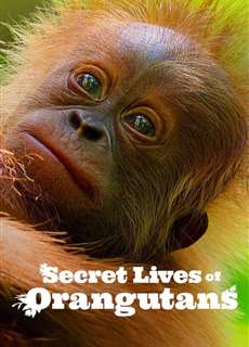 Cuộc sống bí mật của đười ươi - Secret Lives of Orangutans - (2024) - PhimMoi2024 - Website xem phim miễn phí tốt nhất