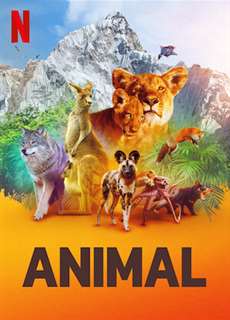 Động vật (Phần 1) - Animal (Season 1) - (2021) - PhimMoi2024 - Website xem phim miễn phí tốt nhất