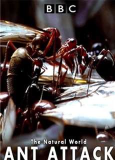 Kiến ăn thịt - The Natural World - Ant Attack - (2006) - PhimMoi2024 - Website xem phim miễn phí tốt nhất