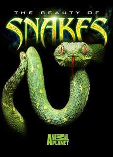 Nét đẹp của loài rắn - The Beauty of Snakes - (2003) - PhimMoi2024 - Website xem phim miễn phí tốt nhất