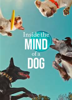 Những chú chó nghĩ gì - Inside the Mind of a Dog - (2024) - PhimMoi2024 - Website xem phim miễn phí tốt nhất