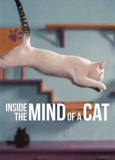 Những chú mèo nghĩ gì - Inside the Mind of a Cat - (2022) - PhimMoi2024 - Website xem phim miễn phí tốt nhất