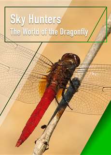 Sky Hunters - The World of Dragonfly - Sky Hunters - The World of Dragonfly - (2010) - PhimMoi2024 - Website xem phim miễn phí tốt nhất