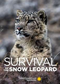 Survival Of The Snow Leopard - Survival Of The Snow Leopard - (2020) - PhimMoi2024 - Website xem phim miễn phí tốt nhất
