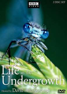 Thế Giới Côn Trùng - Life in The Undergrowth - (2005) - PhimMoi2024 - Website xem phim miễn phí tốt nhất