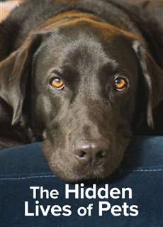 The Secret Life of Our Pets - The Secret Life of Our Pets - (2022) - PhimMoi2024 - Website xem phim miễn phí tốt nhất